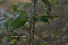 Gloxinia perennis